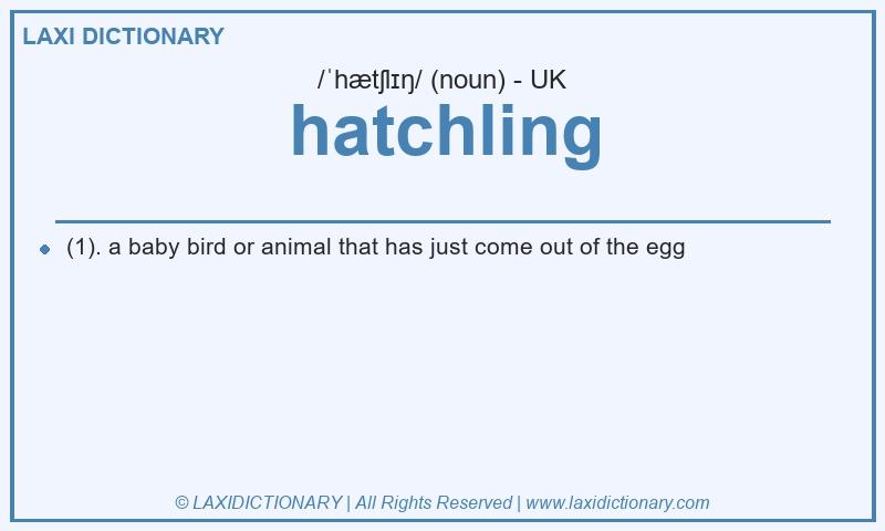 Definition hatchling in British English