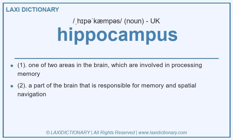 Definition hippocampus in British English