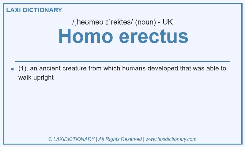 Definition Homo erectus in British English