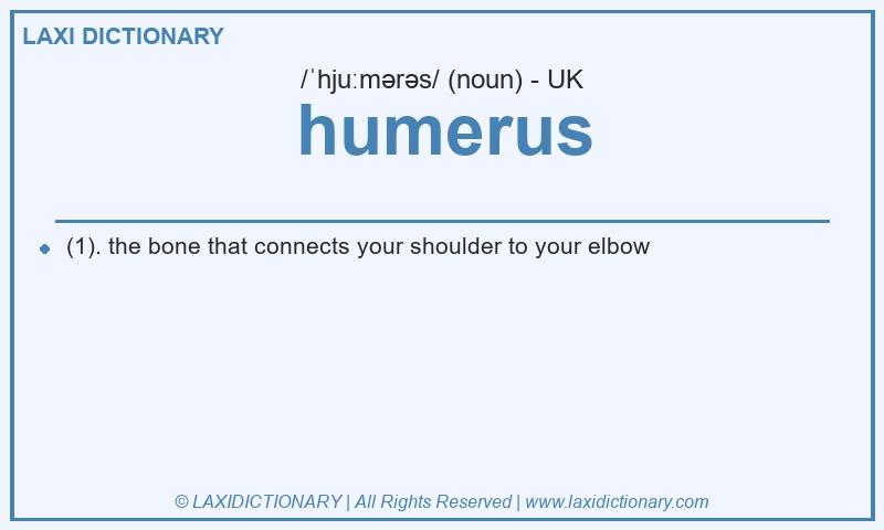 Definition humerus in British English