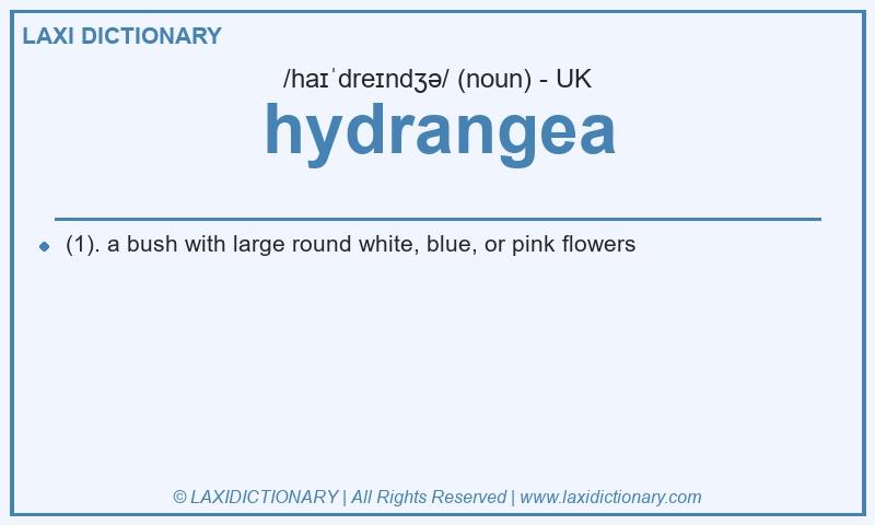 Definition hydrangea in British English