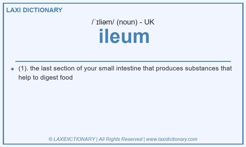 Definition ileum in British English