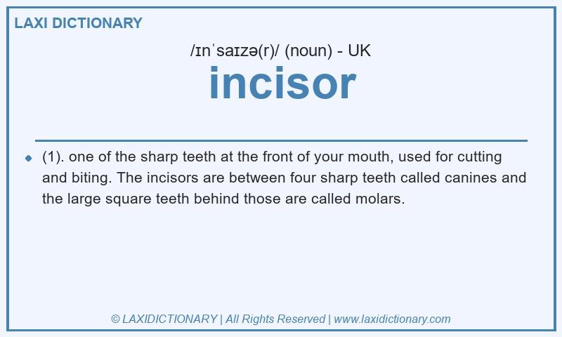 Definition incisor in British English