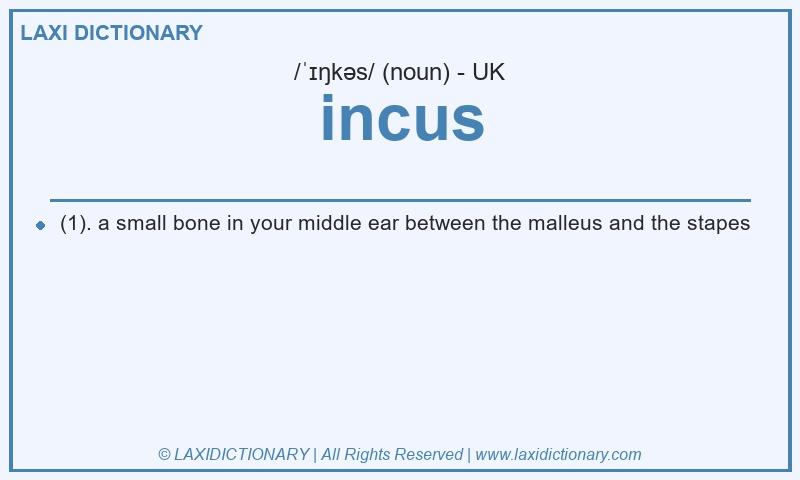 Definition incus in British English