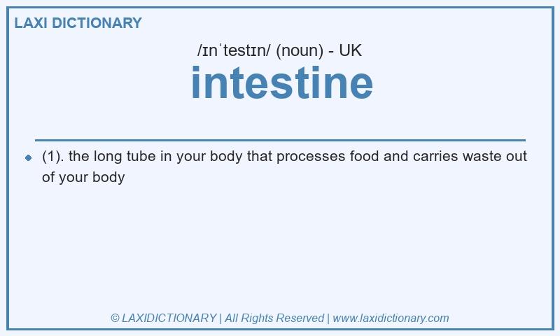 Definition intestine in British English