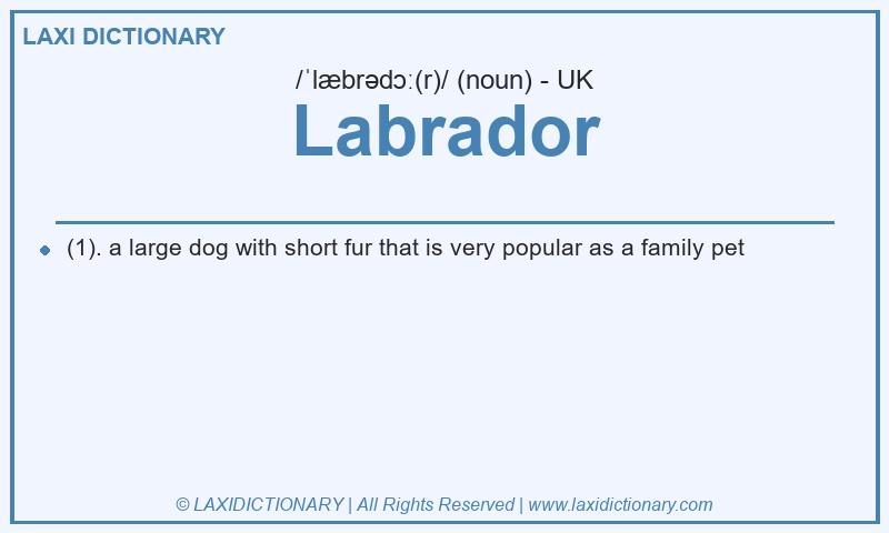 Definition Labrador in British English