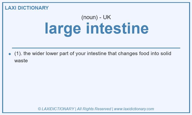 Definition large intestine in British English