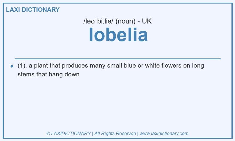 Definition lobelia in British English