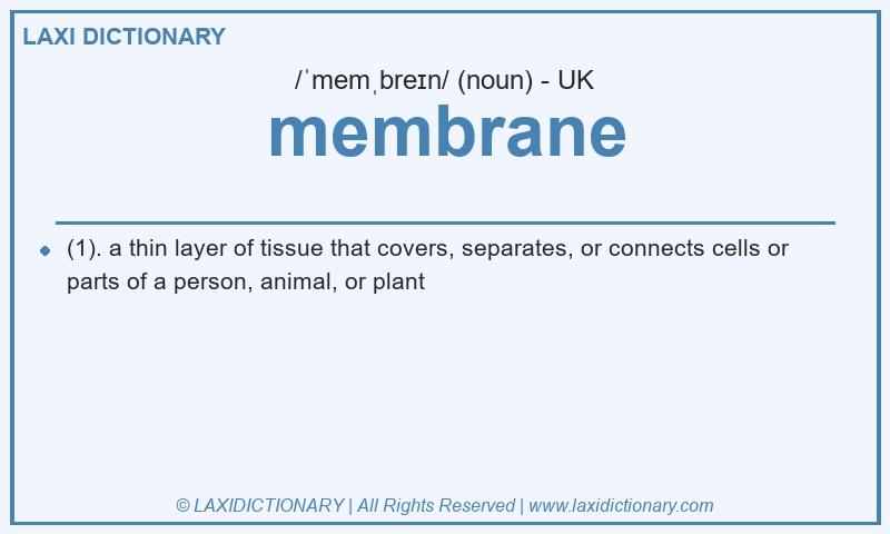 Definition membrane in British English