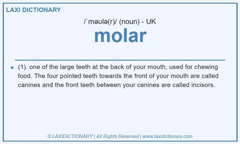Definition molar in British English