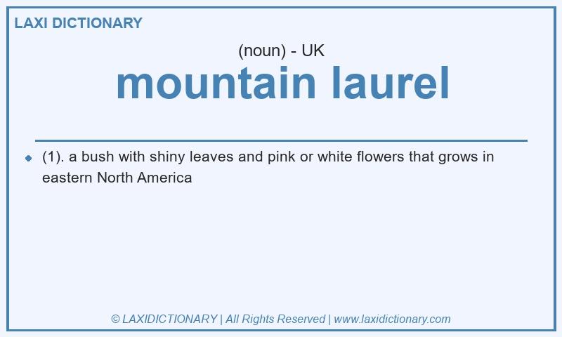 Definition mountain laurel in British English