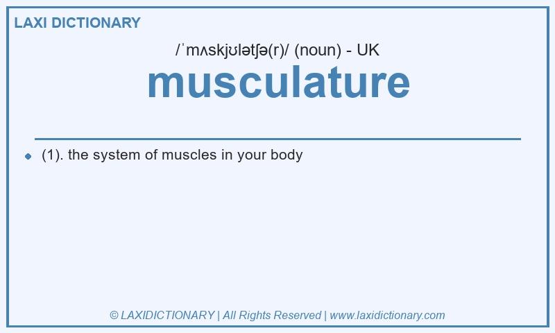 Definition musculature in British English