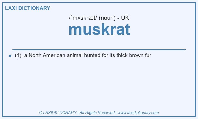 Definition muskrat in British English