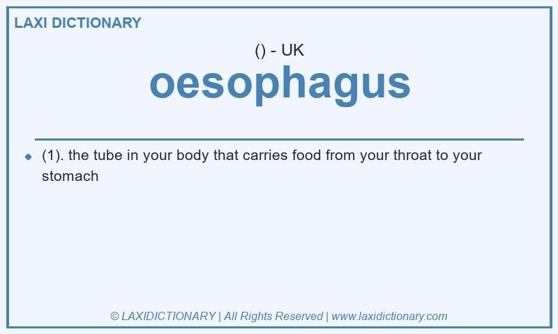 Definition oesophagus in British English