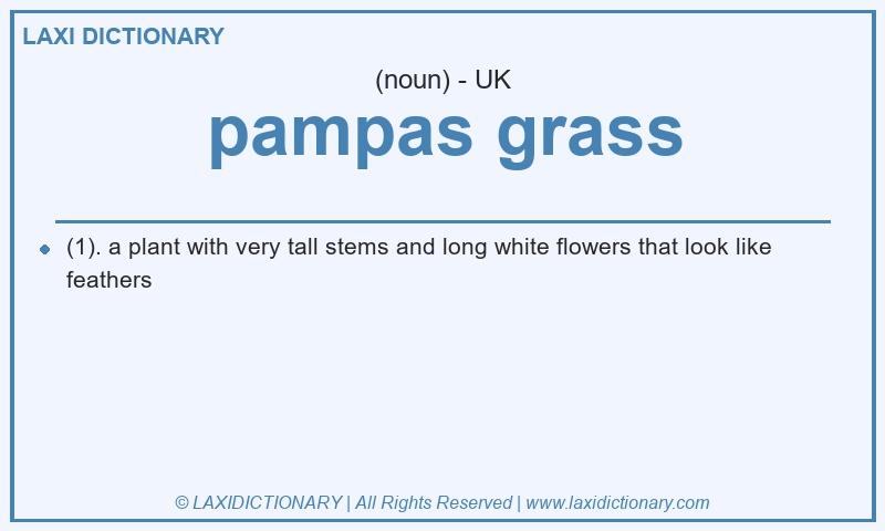 Definition pampas grass in British English