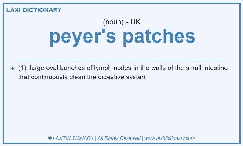 Definition peyer's patches in British English