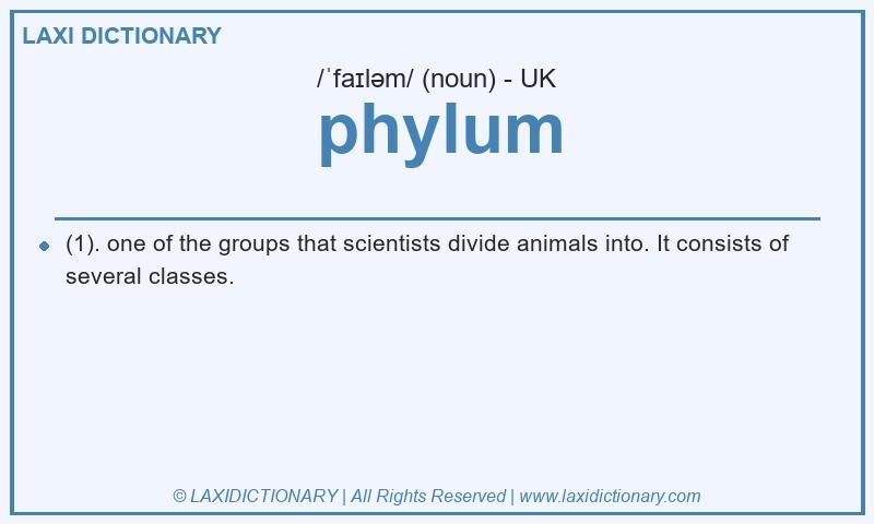 Definition phylum in British English