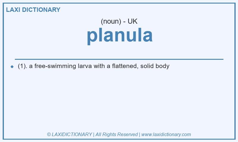Definition planula in British English