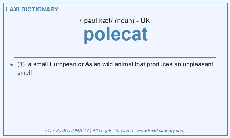 Definition polecat in British English