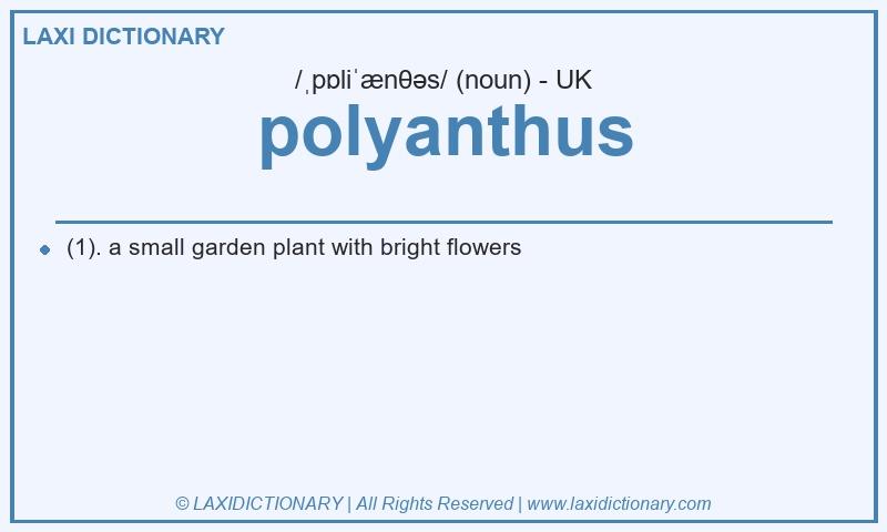 Definition polyanthus in British English