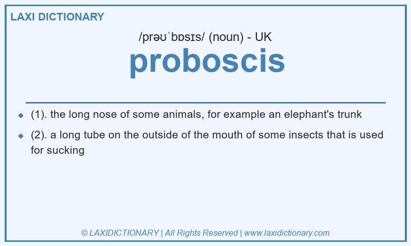 Definition proboscis in British English
