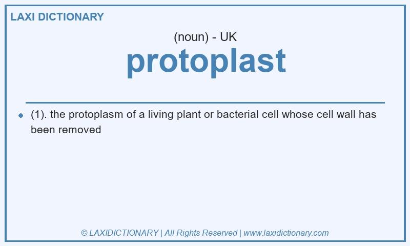 Definition protoplast in British English