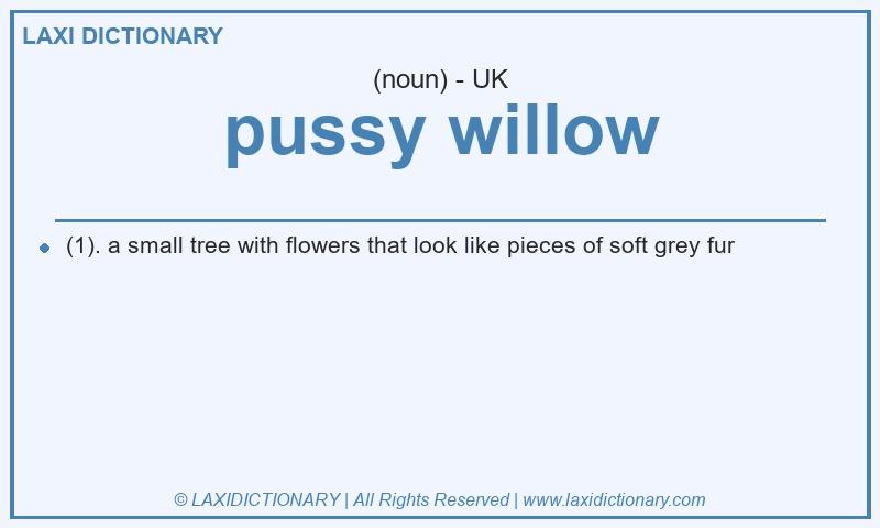 Definition pussy willow in British English