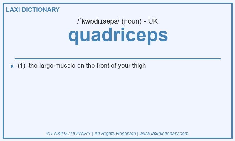 Definition quadriceps in British English