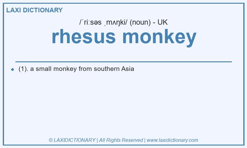 Definition rhesus monkey in British English