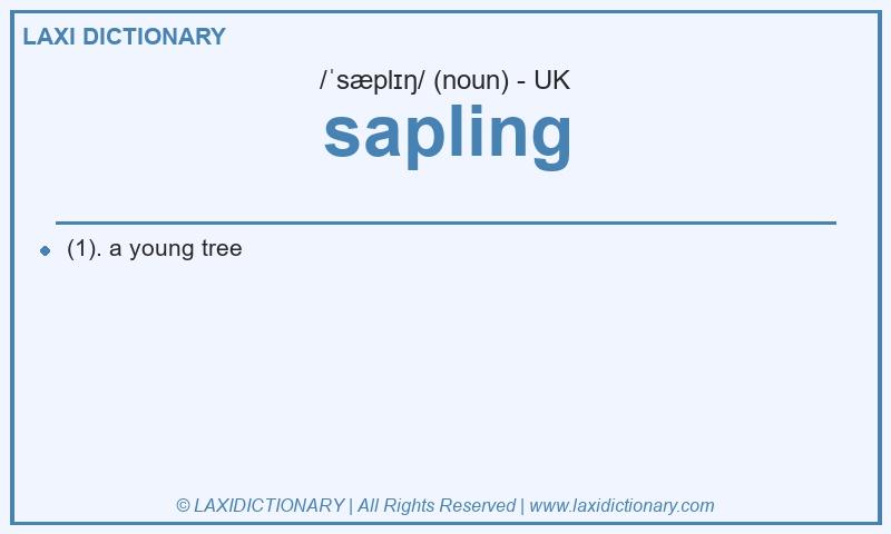 Definition sapling in British English