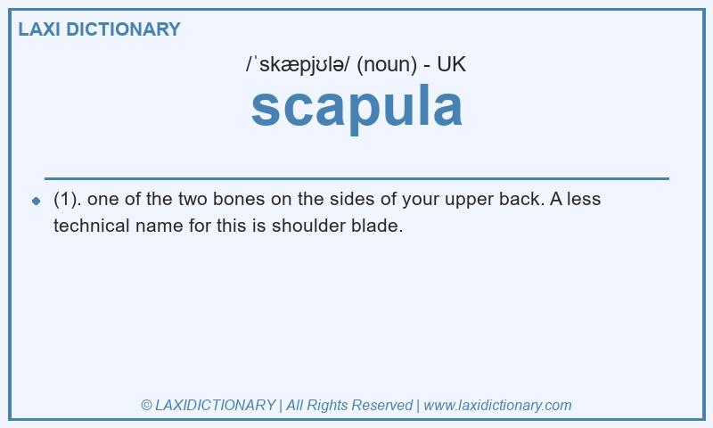 Definition scapula in British English