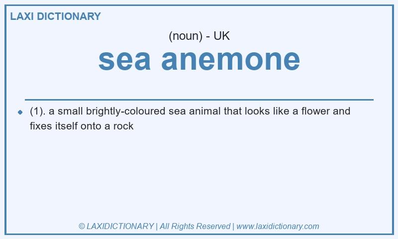 Definition sea anemone in British English