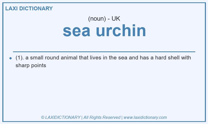 Definition sea urchin in British English