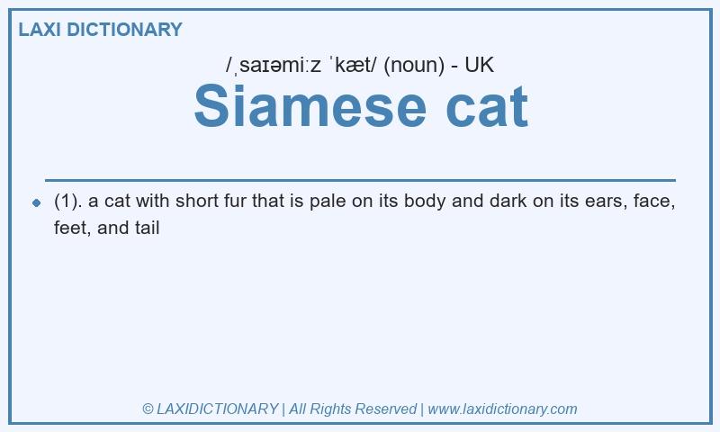 Definition Siamese cat in British English