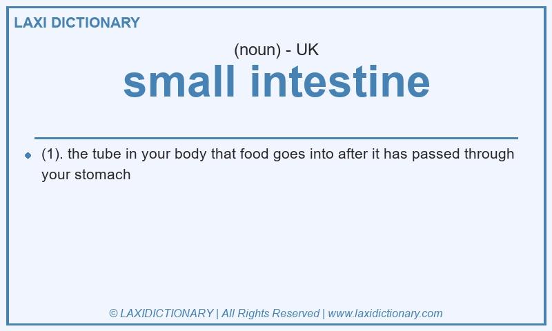 Definition small intestine in British English