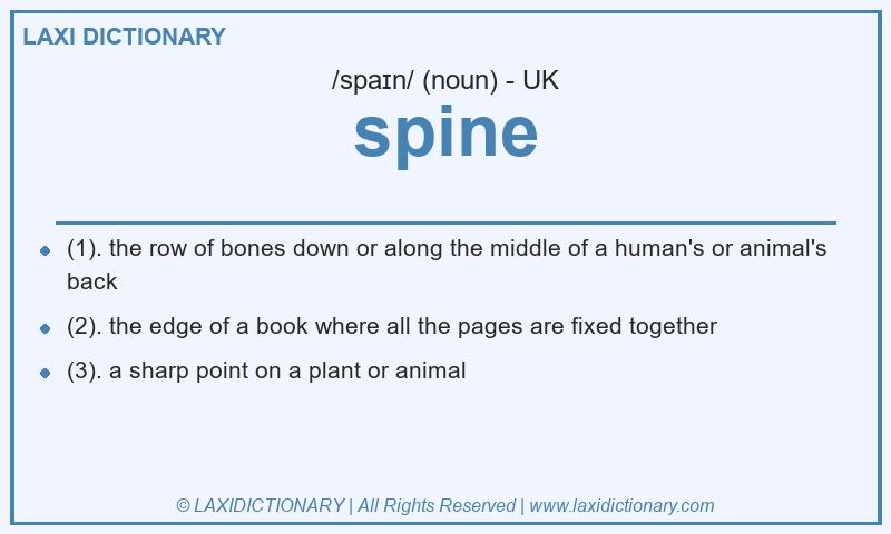 Definition spine in British English