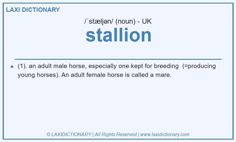 Definition stallion in British English