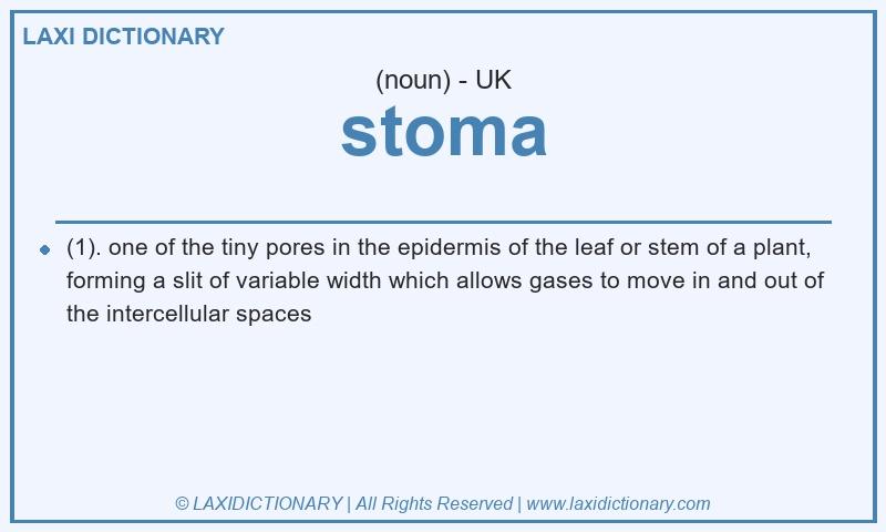 Definition stoma in British English