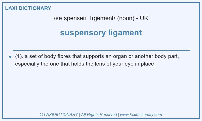 Definition suspensory ligament in British English