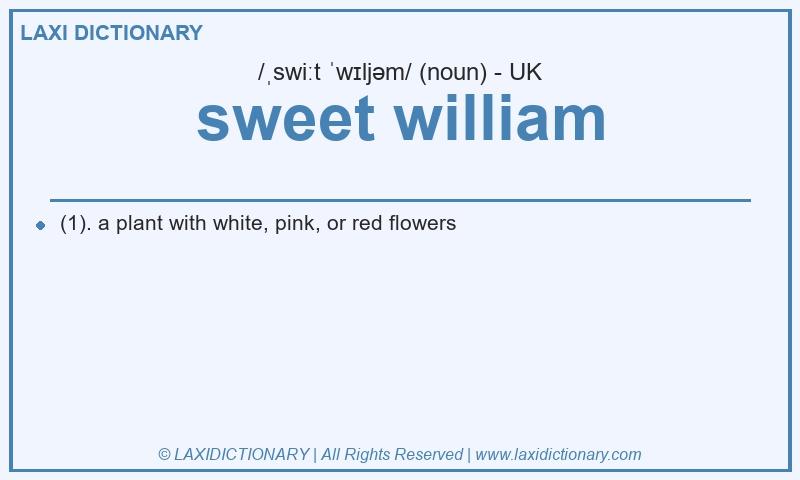 Definition sweet william in British English