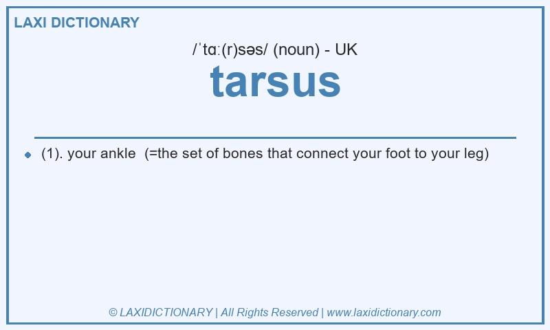 Definition tarsus in British English