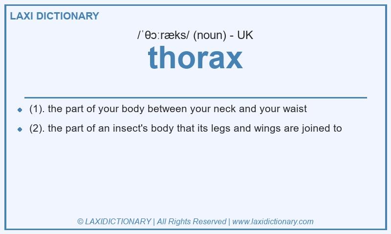 Definition thorax in British English