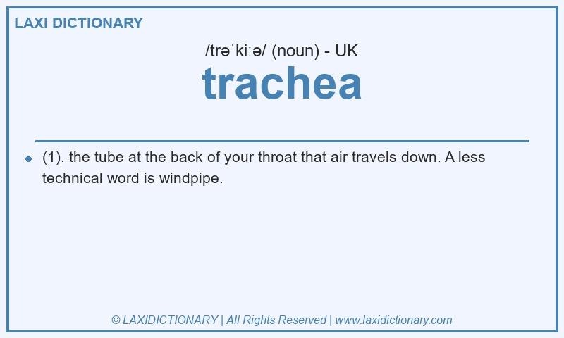 Definition trachea in British English