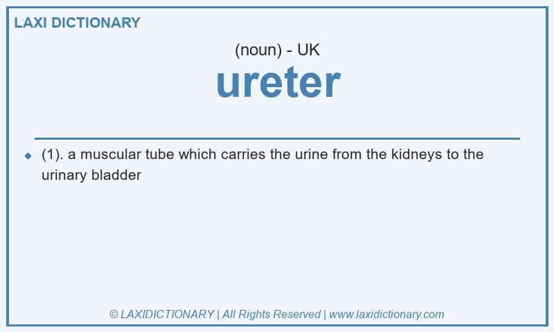Definition ureter in British English