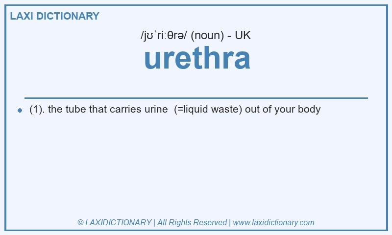 Definition urethra in British English
