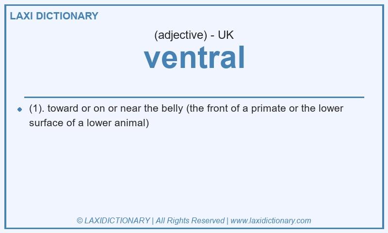 Definition ventral in British English
