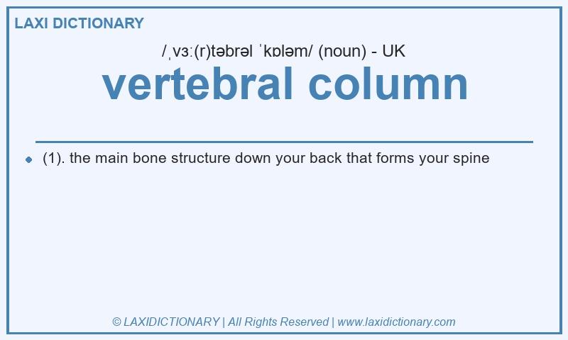 Definition vertebral column in British English