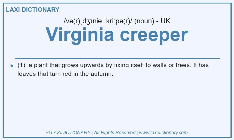 Definition Virginia creeper in British English