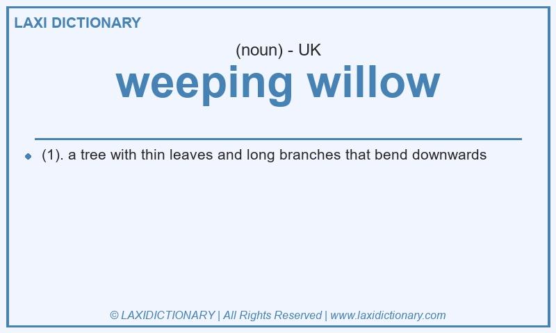Definition weeping willow in British English