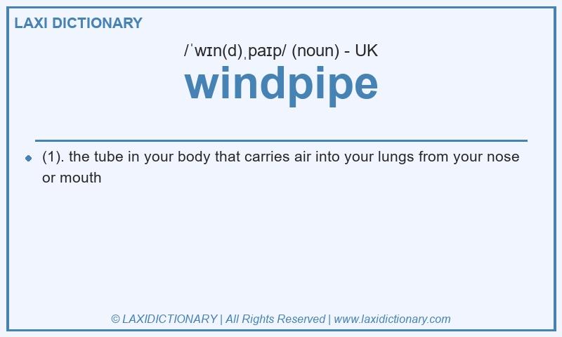 Definition windpipe in British English